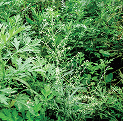 Astemsia: Artemisia vulgaris. Foto: Marcos Guio