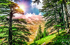 Reserva natural de cedros prxima a Becharre, no norte do Lbano: paraso ecolgico. Foto: Shutterstock 